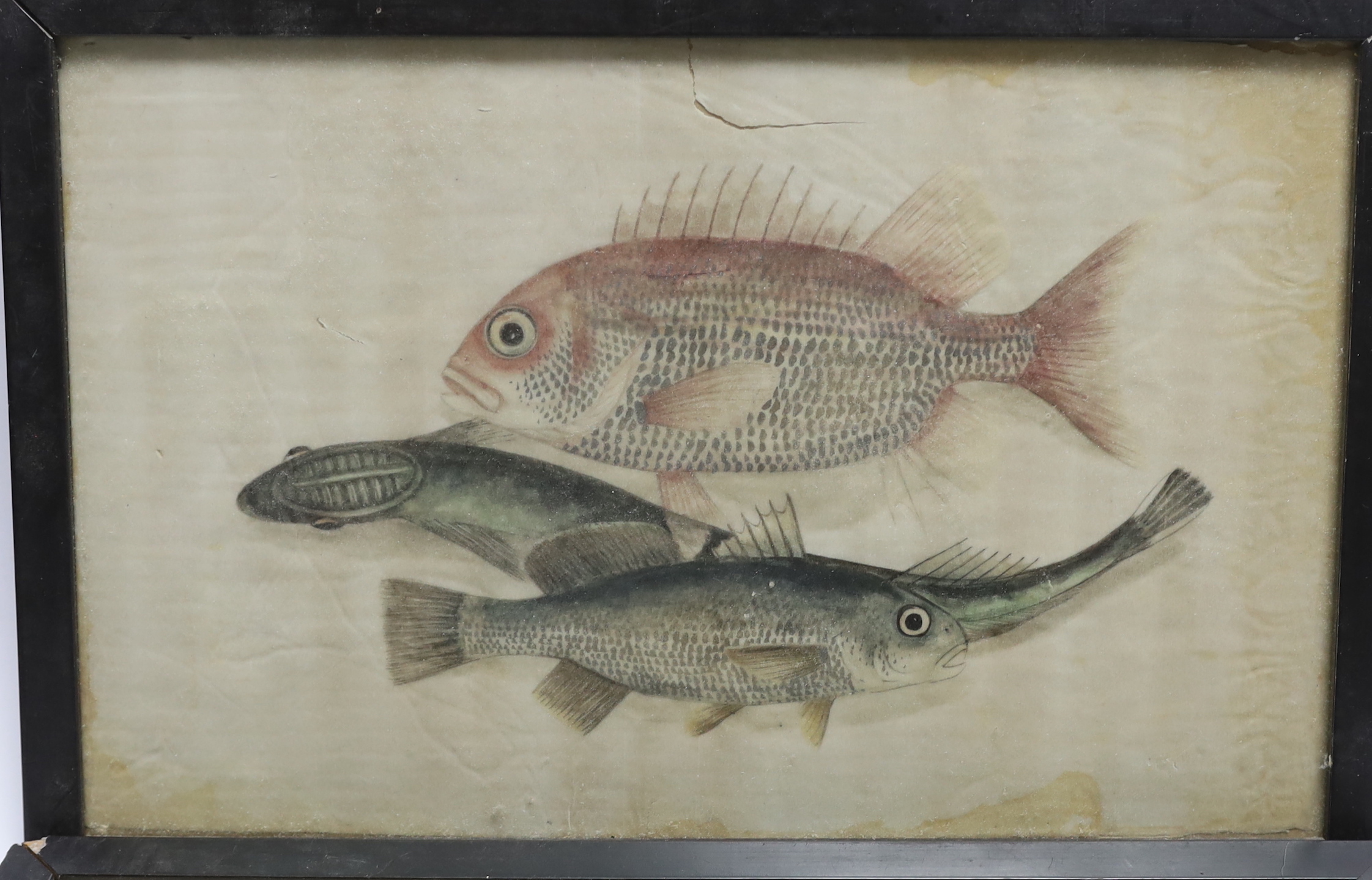 Two 19th century Chinese pith paper paintings of fish, 16 x 26cm